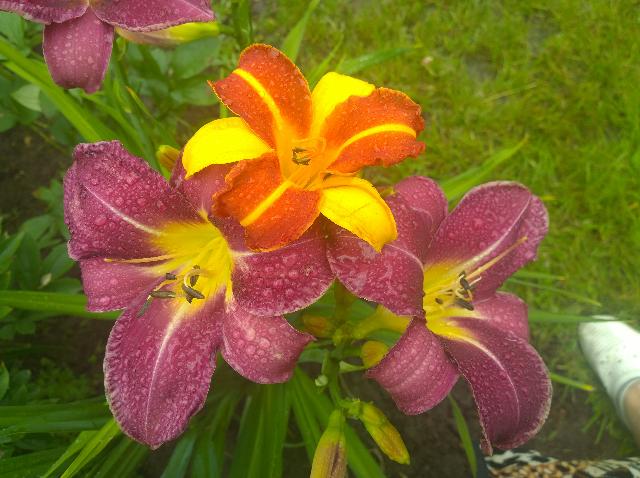 WP 20150720 18 47 04 Pro