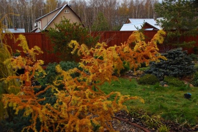 Larix kaempferi Diana 2010г