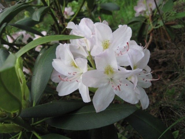 IMG 0704