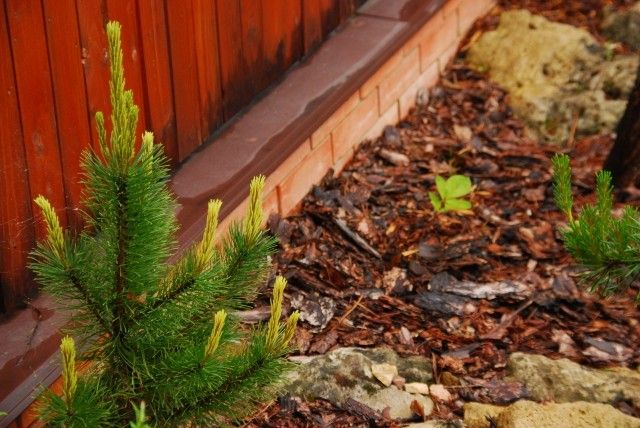 Pinus mugo Albospicata Domschke