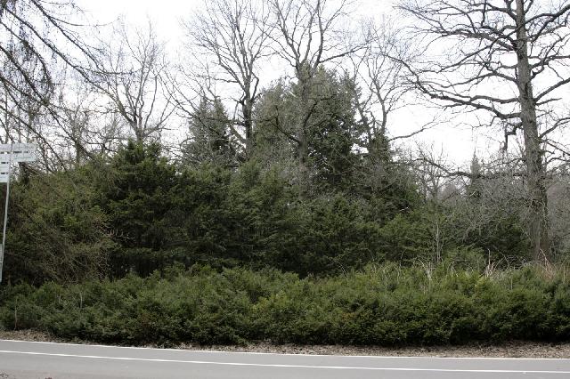 taxus