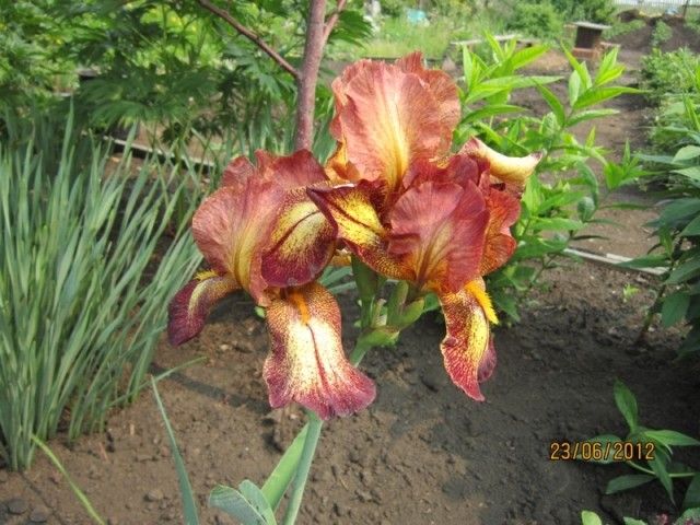 ирис Африкан квин