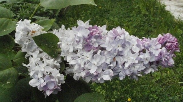 P5210096