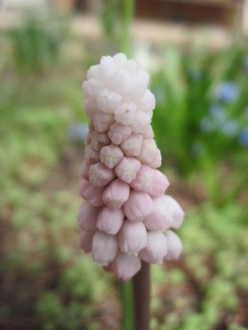 мускари Pink Sunrise1