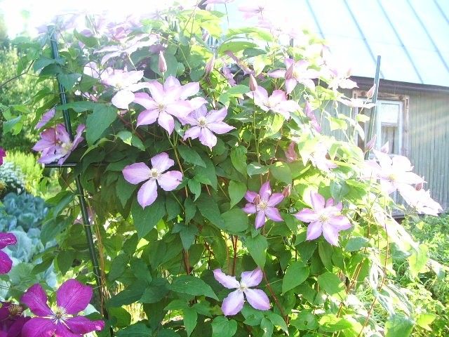 IMGP0307
