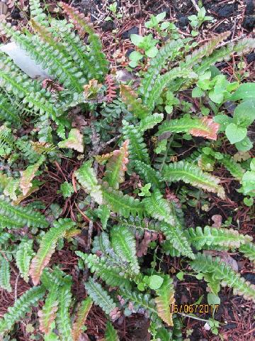 blechnum penna marina