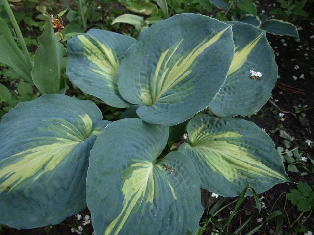 P5312915