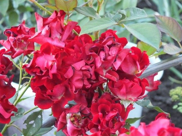 DSCF1278