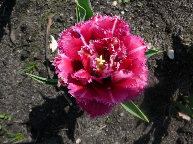 P1050068