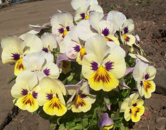 Изображение 002