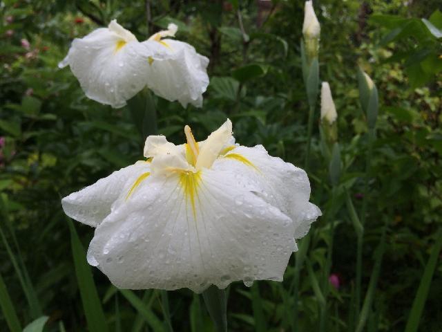 Снегурочка