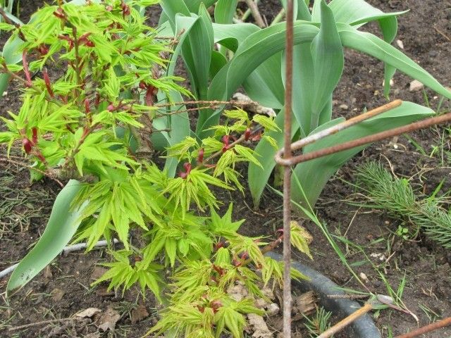 Acer palmatum  Mikawa yatsubusa 1