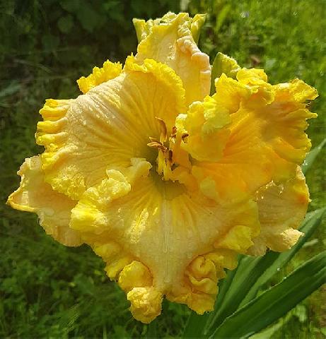 ЗОЛОТО ИНКОВ