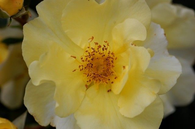 Pimprenelle  Delbard5