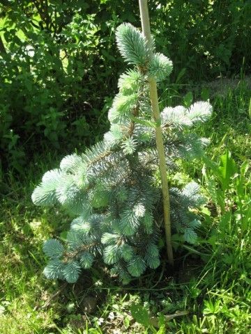 ель Glauca Pendula