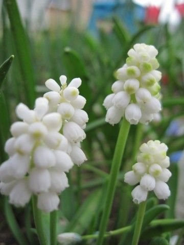 мускари White Magic для сравнения беленький