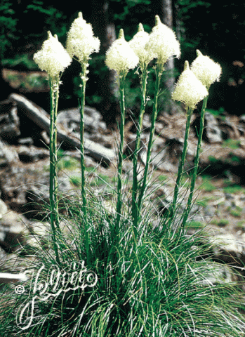 Xerophyllum tenax