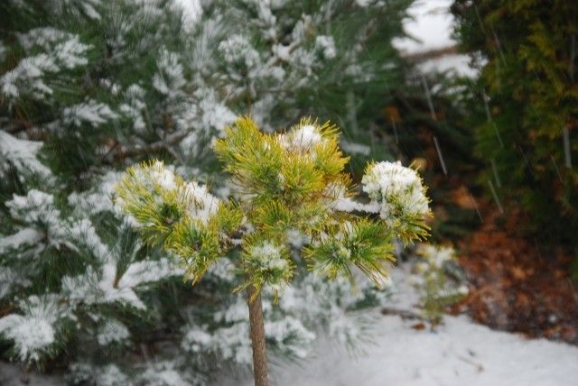 Pinus mugo Gold Star