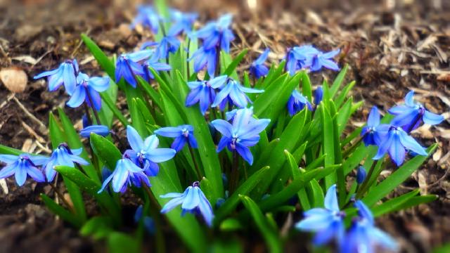 scilla011