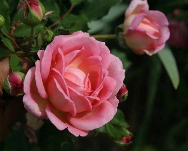 Jubilee 7 06 1