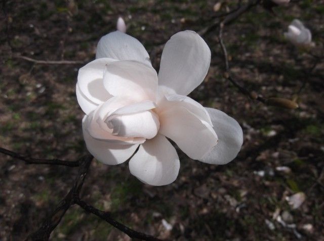 DSCF0384