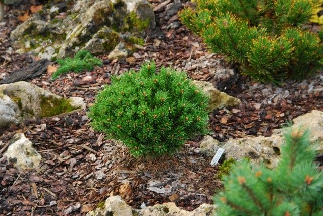 Pinus uncinata s s  Snehurka Pinus mugo Dikobraz 2011 год