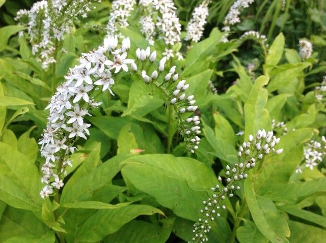Вербейник ландышевый — Lysimachia clethroides