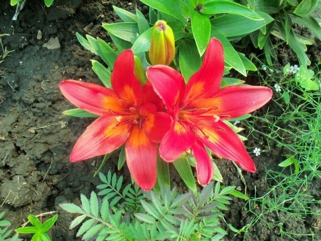 Изображение 002