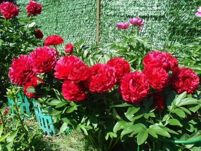Кэрол пик цветения