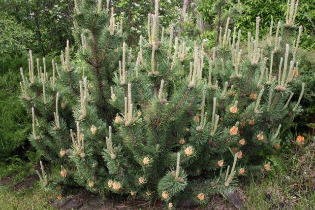 Чем только не украсилась горная сосенка