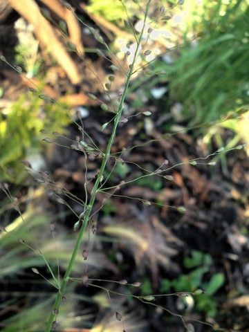 DSC00330