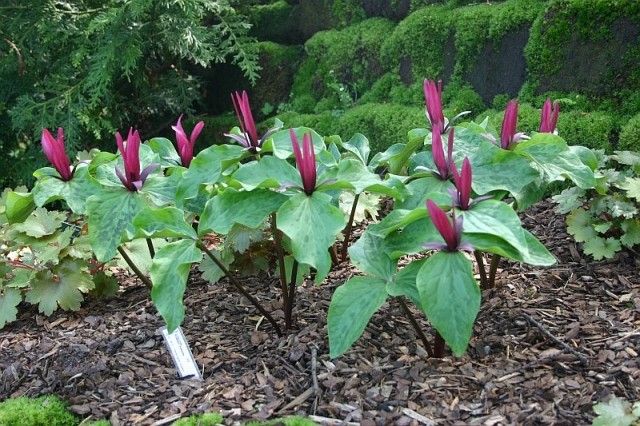 Trillium sessile