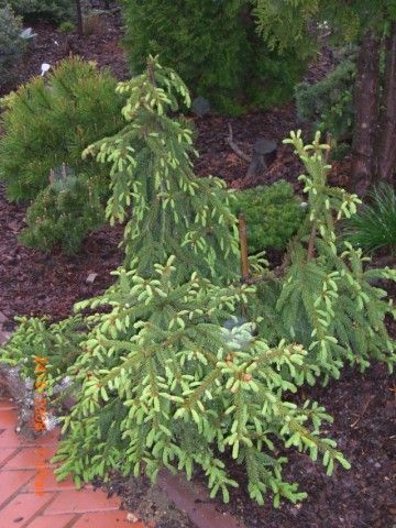 Picea abies Loreley