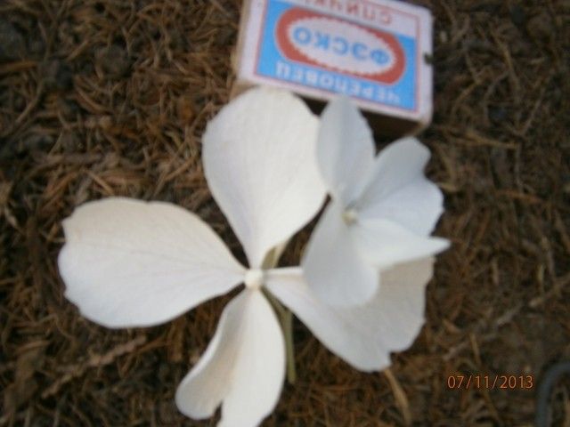 P7110780