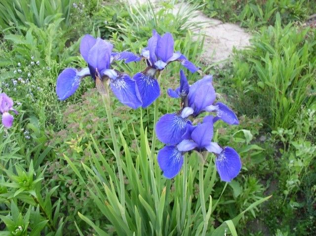 Ирис сибирский Фостер Флямме