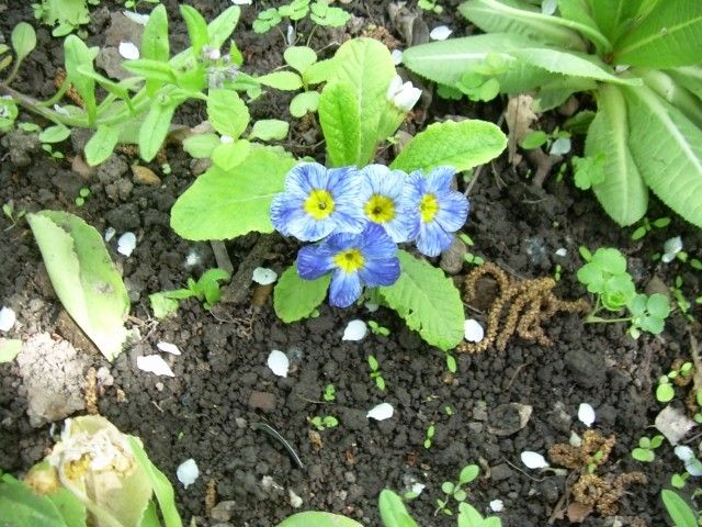 примула Блю Джинс