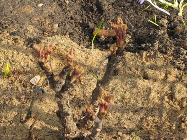 древ  пион 2