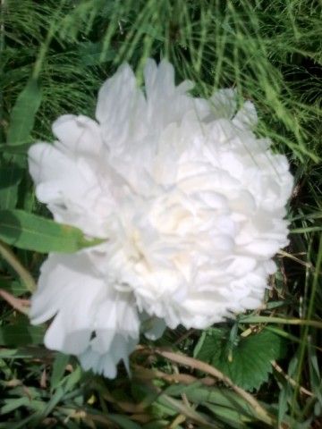 Неизвестный  quot Старичок quot