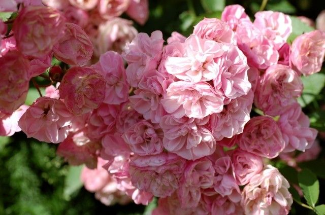 Heavenly Pink  Louis Lens  Belgium  1997 3