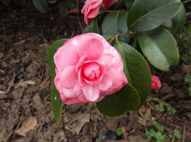 DSCF0404