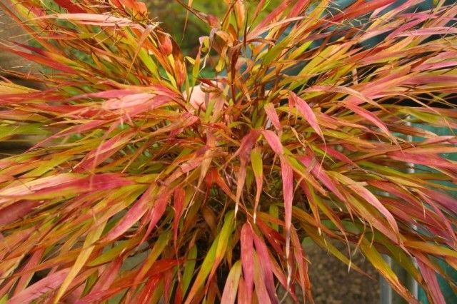 Хаконехлоя macra Nicolas