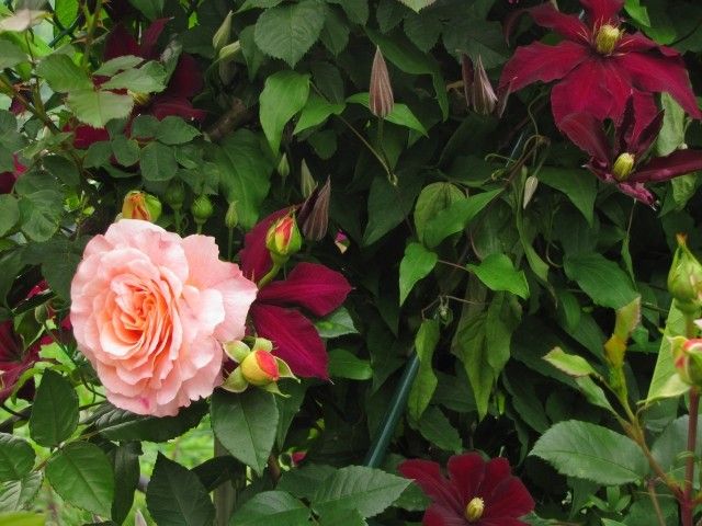 Augusta Luise  и Ниобь