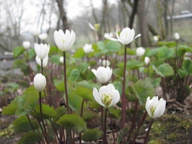 Jeffersonia diphylla 280р 25шт