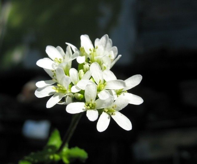 arabis nordmanniana