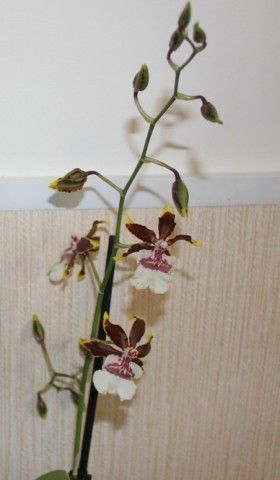 IMG 4628