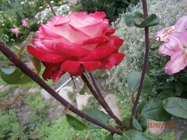 P7250811