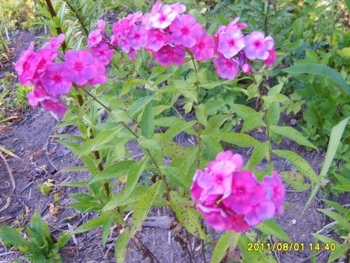 Анна Каренина