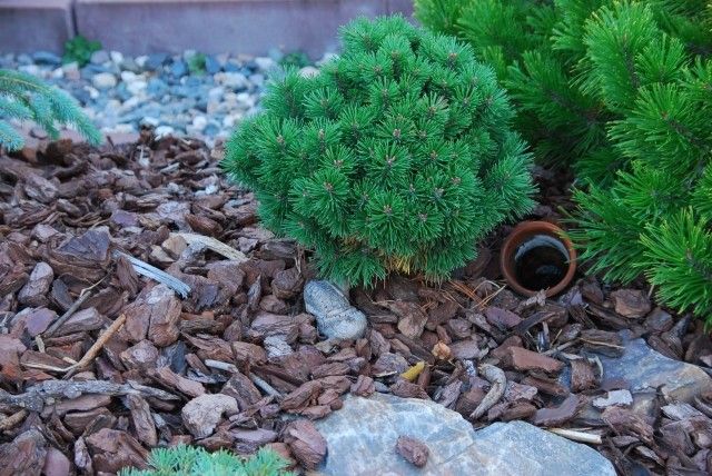 Pinus mugo Beran 2011 год