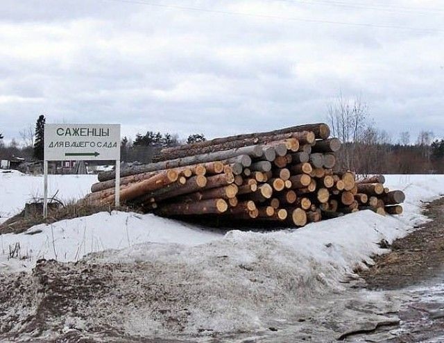 саженцы