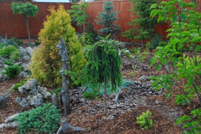 Picea abies Reflexa
